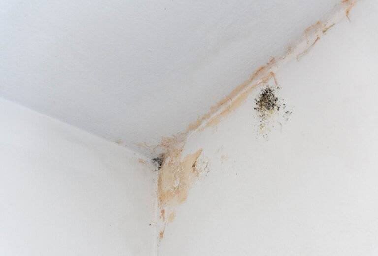 mould issues housing disrepair claims
