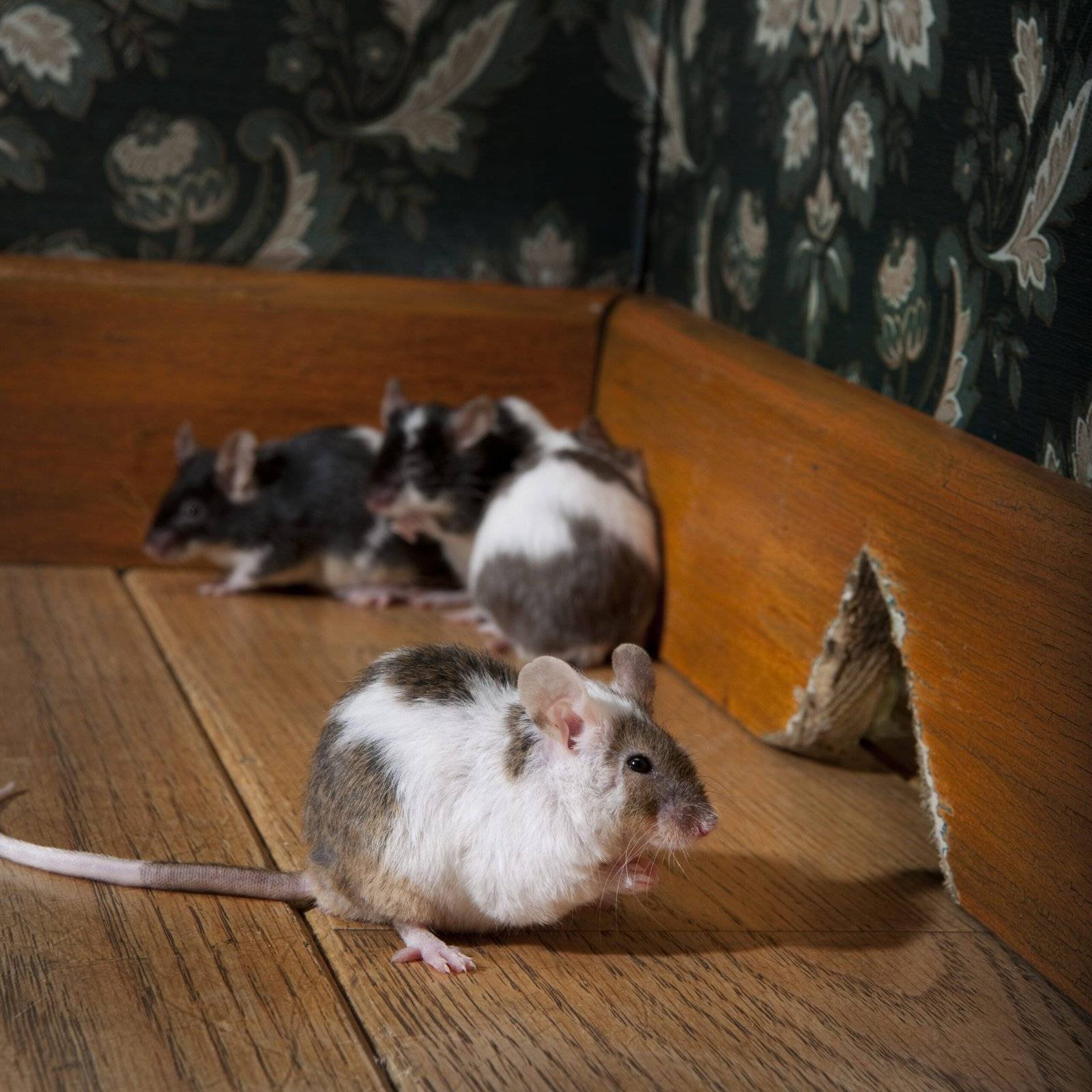 mouse walking in rooms housing disrepair claims