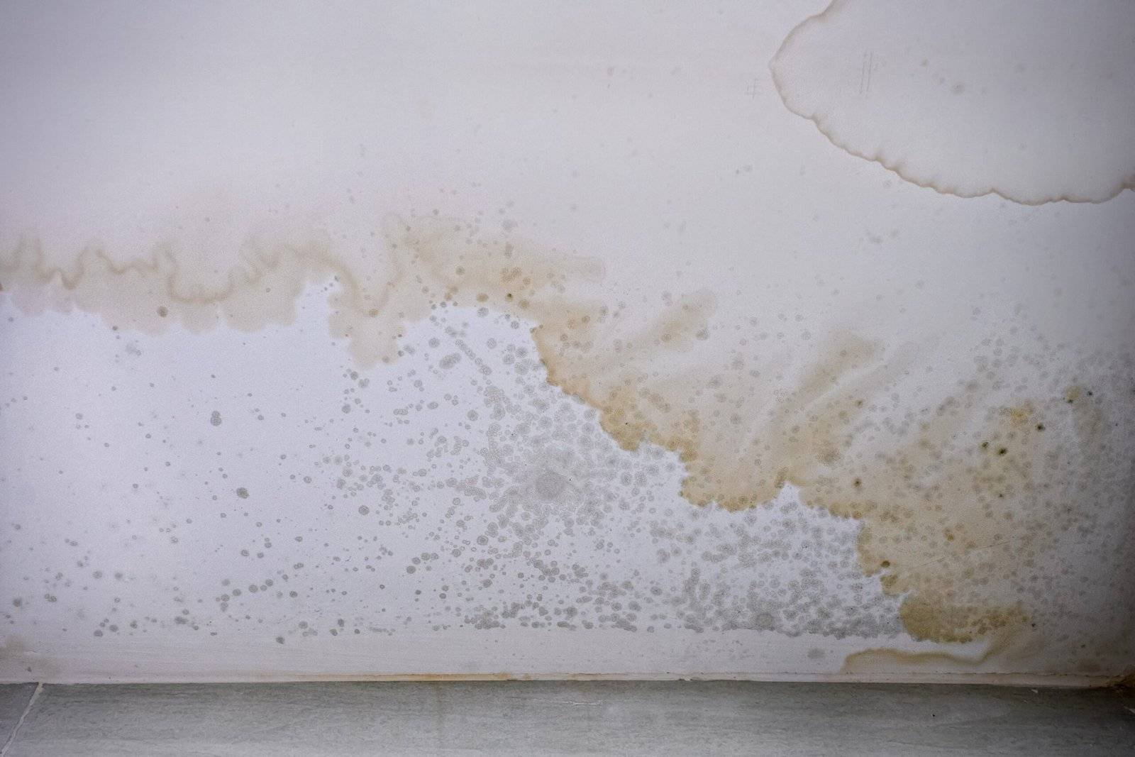 damp issue housing disrepair claims